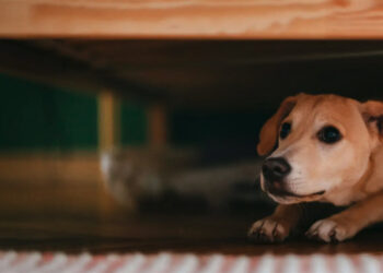 pense-perdia-perra-petardos