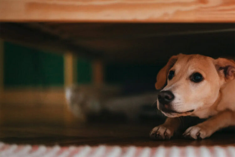 pense-perdia-perra-petardos