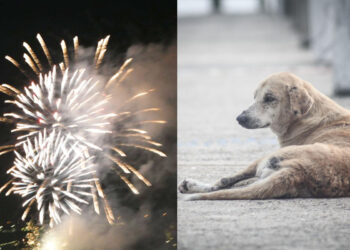 pirotecnia-impacto-social-sanitario-emocional