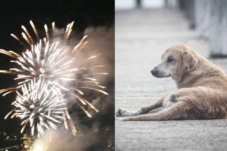 pirotecnia-impacto-social-sanitario-emocional