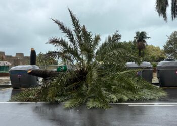 Palmera-caída-borrasca-Leonardo