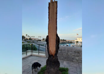 ceuta-palmeras-cuando-prevencion-no-puede-esperar