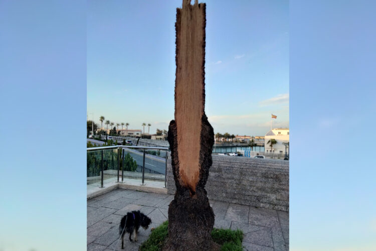 ceuta-palmeras-cuando-prevencion-no-puede-esperar