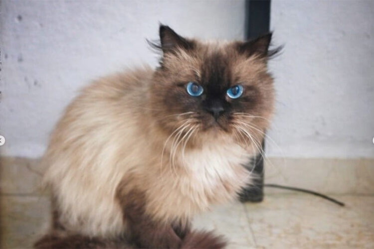 ciro-gato-sobrevivio-caida-piso-busca-familia