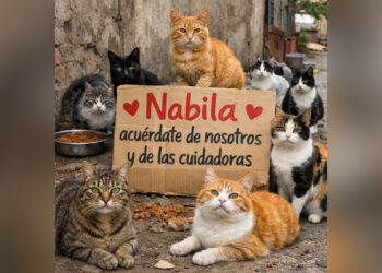 cuidadora-colonias-felinas-se-dirige-nabila-benzina