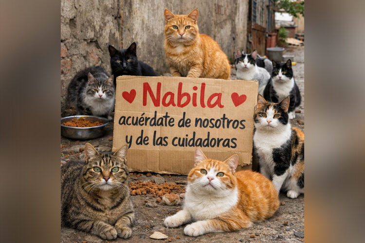 cuidadora-colonias-felinas-se-dirige-nabila-benzina