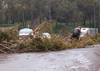 daubma-reclama-plan-forestal-legal-tecnico-restaurar-montes-borrasca