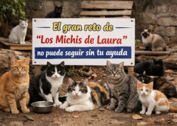 gran-reto-michis-laura-no-puede-seguir-sin-ayuda