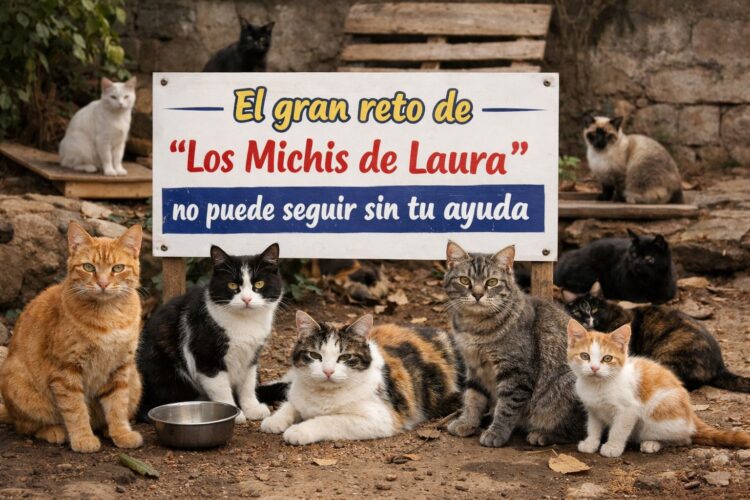 gran-reto-michis-laura-no-puede-seguir-sin-ayuda