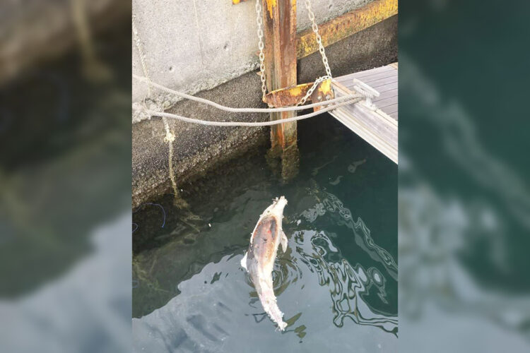 hallan-puerto-ceuta-cria-delfin-mutilada-redes-ilegales