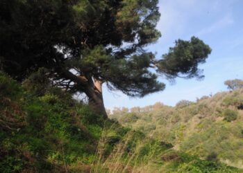 manifiesto-salvacion-pino-bicentenario-arroyo-calamocarro-002