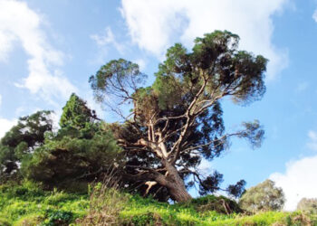 muerte-anunciada-pino-bicentenario-calamocarro-ciudad-no-actua-001-portada