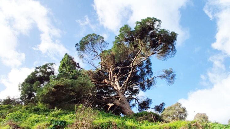 muerte-anunciada-pino-bicentenario-calamocarro-ciudad-no-actua-001-portada