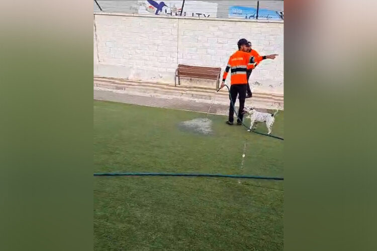 parque-perros-cono-bernarda-colaboracion