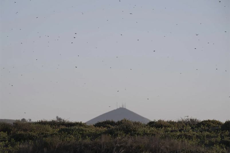 plaga-langostas-marruecos-espana-canarias-lanzarote-2