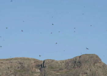 plaga-langostas-marruecos-espana-canarias-lanzarote-3