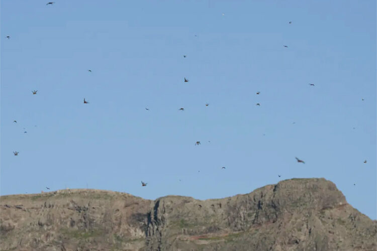plaga-langostas-marruecos-espana-canarias-lanzarote-3