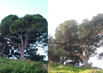 portada-sos-ayuda-pino-centenario-calamocarro