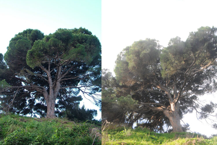 portada-sos-ayuda-pino-centenario-calamocarro