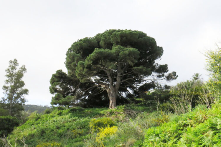 salvar-pino-bicentenario-001