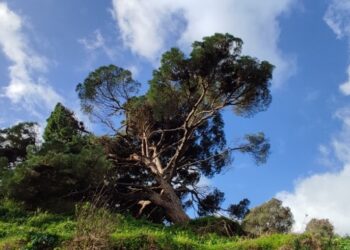 salvar-pino-bicentenario-003