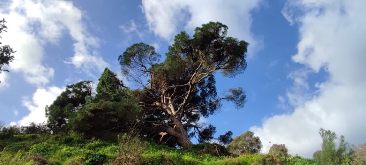 salvar-pino-bicentenario-003