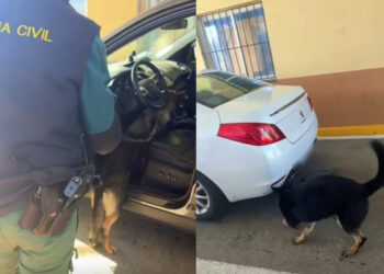 seis-sentidos-trabajando-homenaje-guardia-civil-guias-perros-antidroga