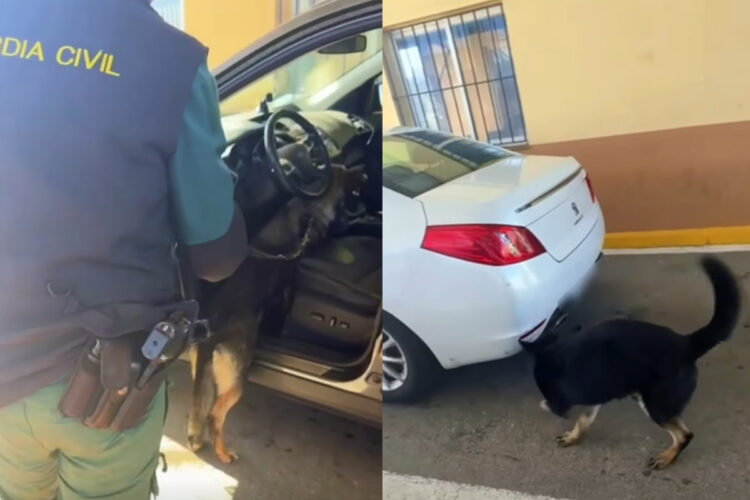 seis-sentidos-trabajando-homenaje-guardia-civil-guias-perros-antidroga