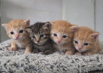 tiraron-basura-sos-salvar-cuatro-gatitos