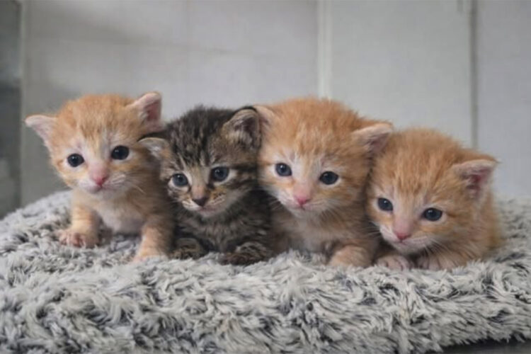 tiraron-basura-sos-salvar-cuatro-gatitos