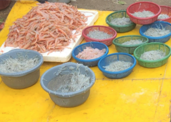 alerta-venta-peces-pequenos-tetuan-ricon-martil