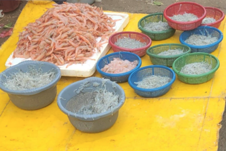 alerta-venta-peces-pequenos-tetuan-ricon-martil