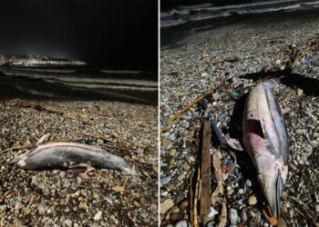 aparece-delfin-mutilado-tarajal-redes-ilegales-ceuta