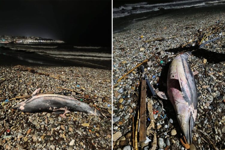 aparece-delfin-mutilado-tarajal-redes-ilegales-ceuta