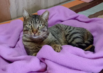 cani-gato-abandonado-busca-hogar-definitivo
