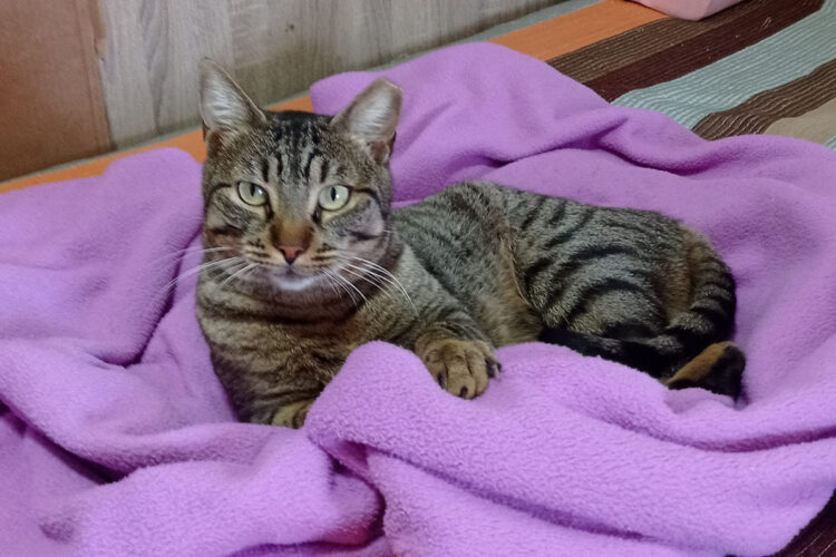 cani-gato-abandonado-busca-hogar-definitivo
