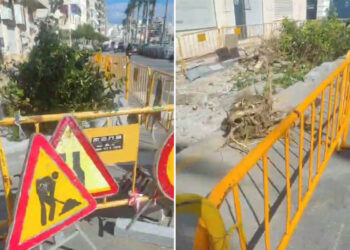 daubma-denuncia-destruccion-naranjos-calle-independencia-1