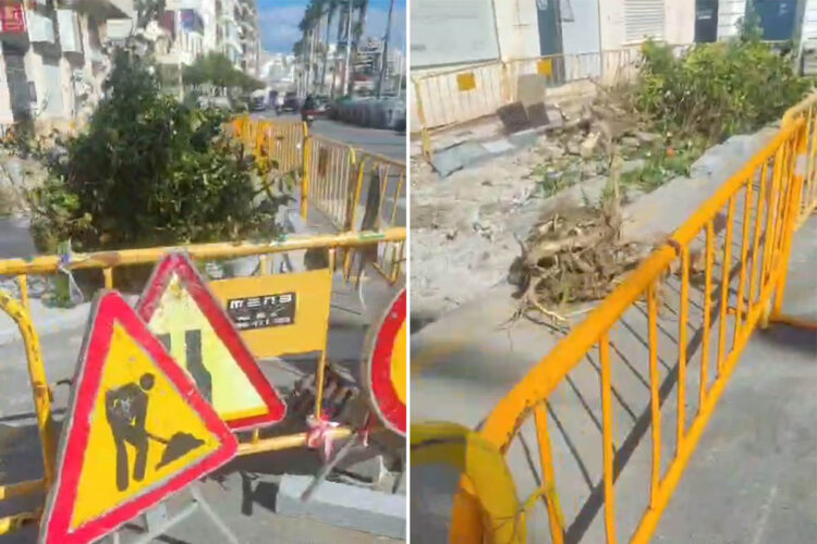 daubma-denuncia-destruccion-naranjos-calle-independencia-1