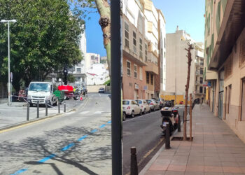 daubma-denuncia-mala-praxis-gestion-arbolado-urbano-ceuta