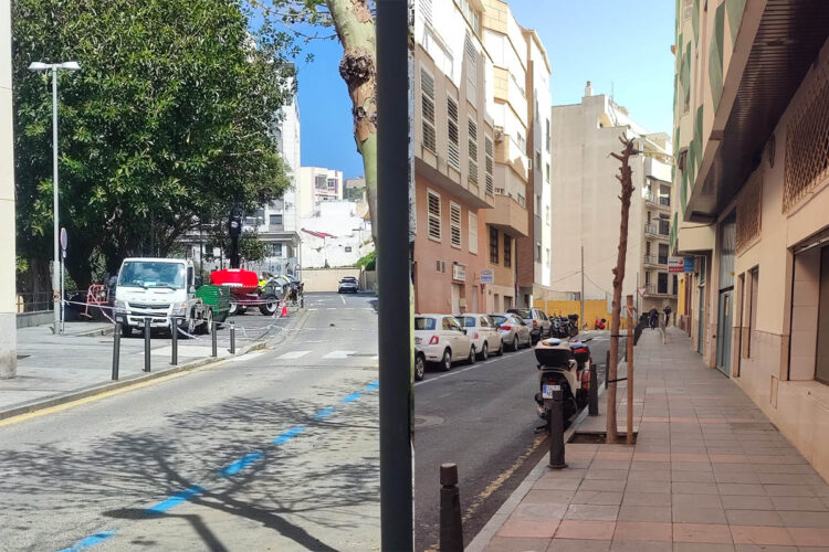 daubma-denuncia-mala-praxis-gestion-arbolado-urbano-ceuta