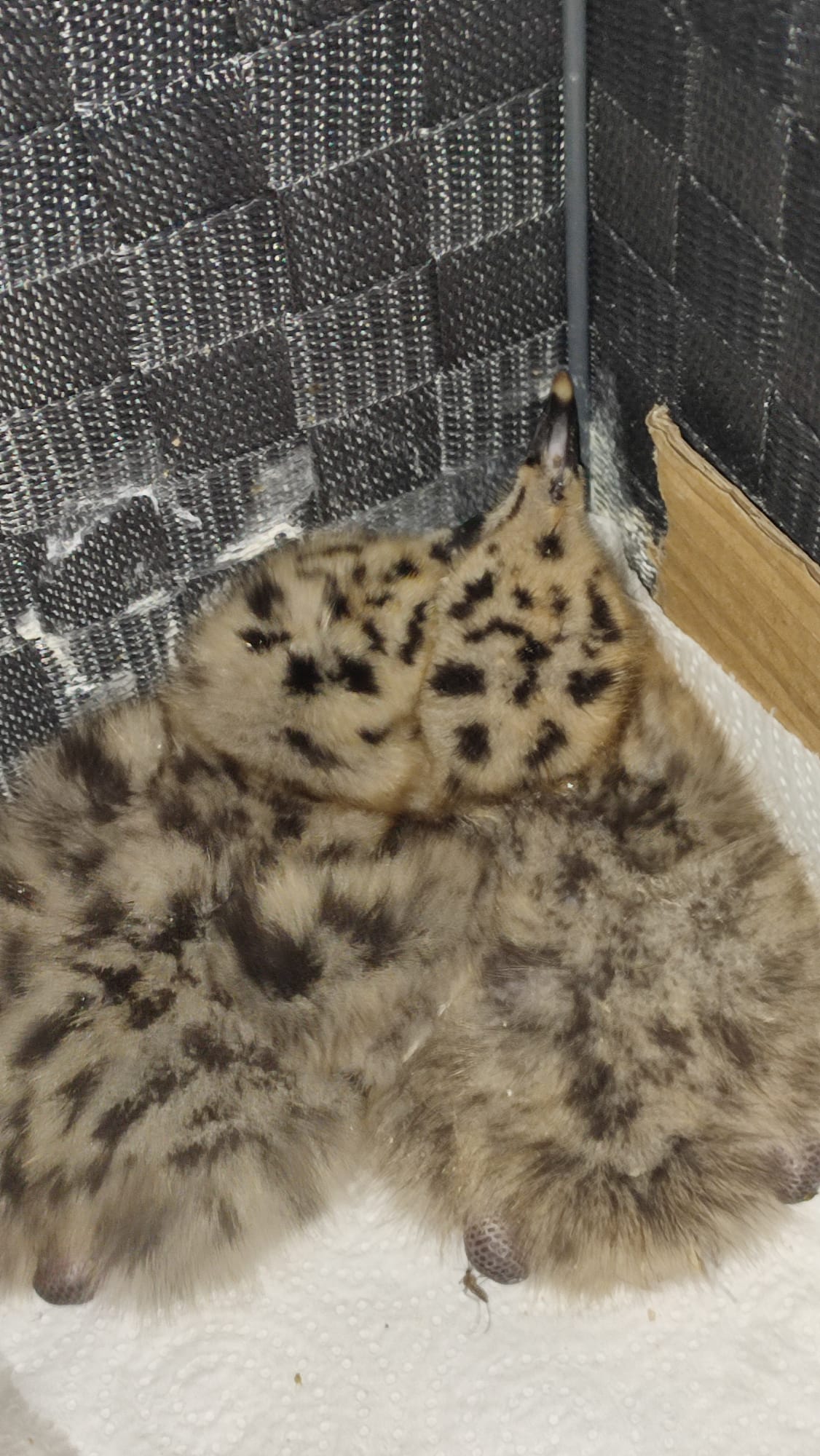 daubma-pide-informacion-gaviotas-colonia-felina-parque-maritimo-1