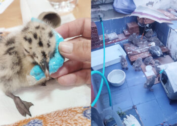 daubma-pide-informacion-gaviotas-colonia-felina-parque-maritimo-2