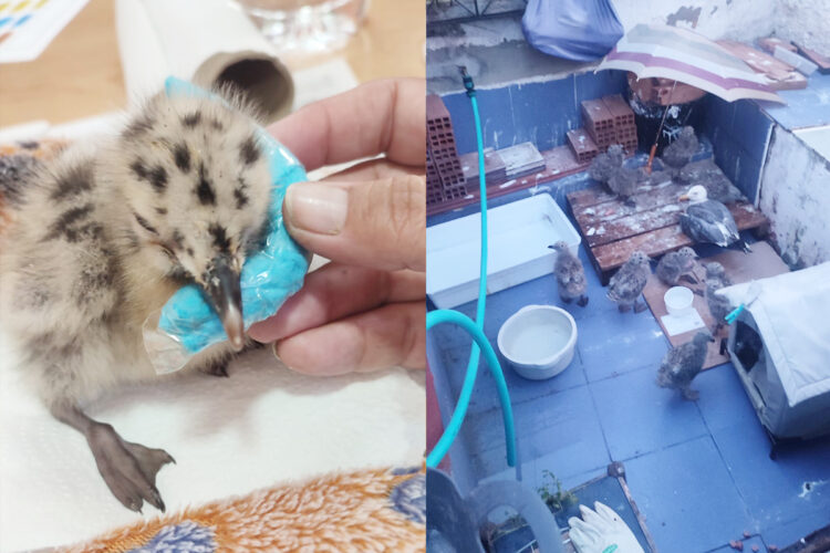 daubma-pide-informacion-gaviotas-colonia-felina-parque-maritimo-2