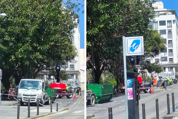 despertar-forzoso-consejo-medio-ambiente-naranjos-arrancados-podas-destiempo