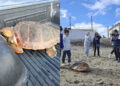 emocionante-liberacion-dos-tortugas-caretta-caretta-001-portada