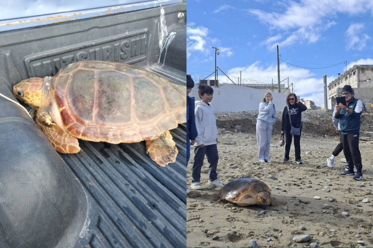 emocionante-liberacion-dos-tortugas-caretta-caretta-001-portada