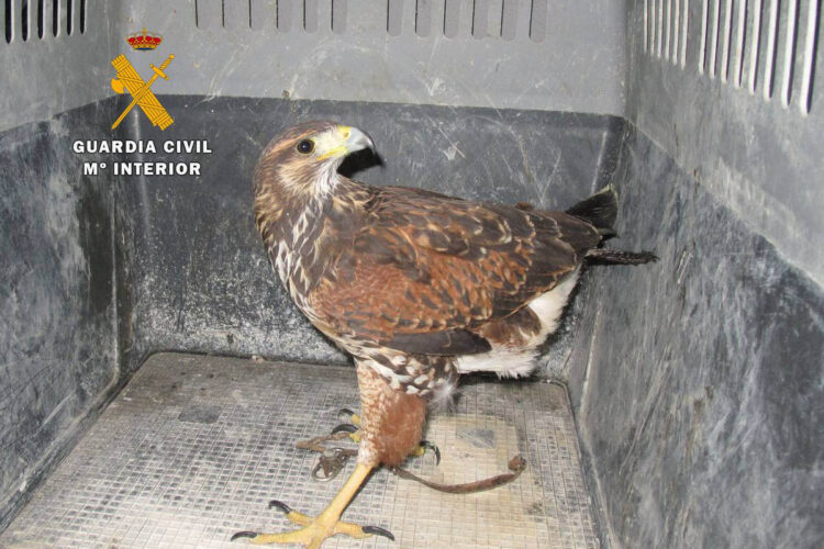 fiscalia-pide-carcel-acusados-tener-aguila-de-harris