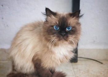 hogar-para-siempre-ciro