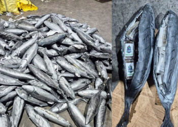 intervenidas-toneladas-hachis-dentro-atunes-exportacion