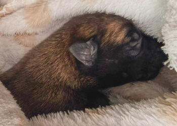 no-llegamos-a-tiempo-protectora-lamenta-muerte-cachorro-abandonado-carretera
